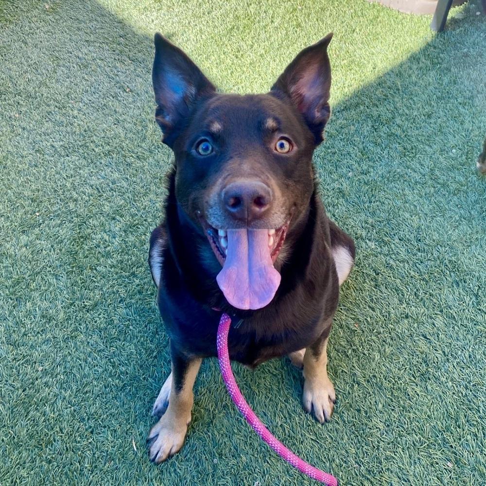 Maximillian, Adoptable, Young Male Mixed Breed.