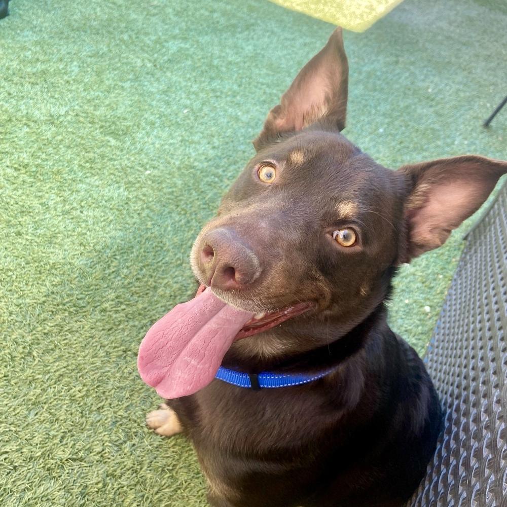 Enlarge Maximillian, a Adoptable mixed breed in Hurricane, UT image 6/6