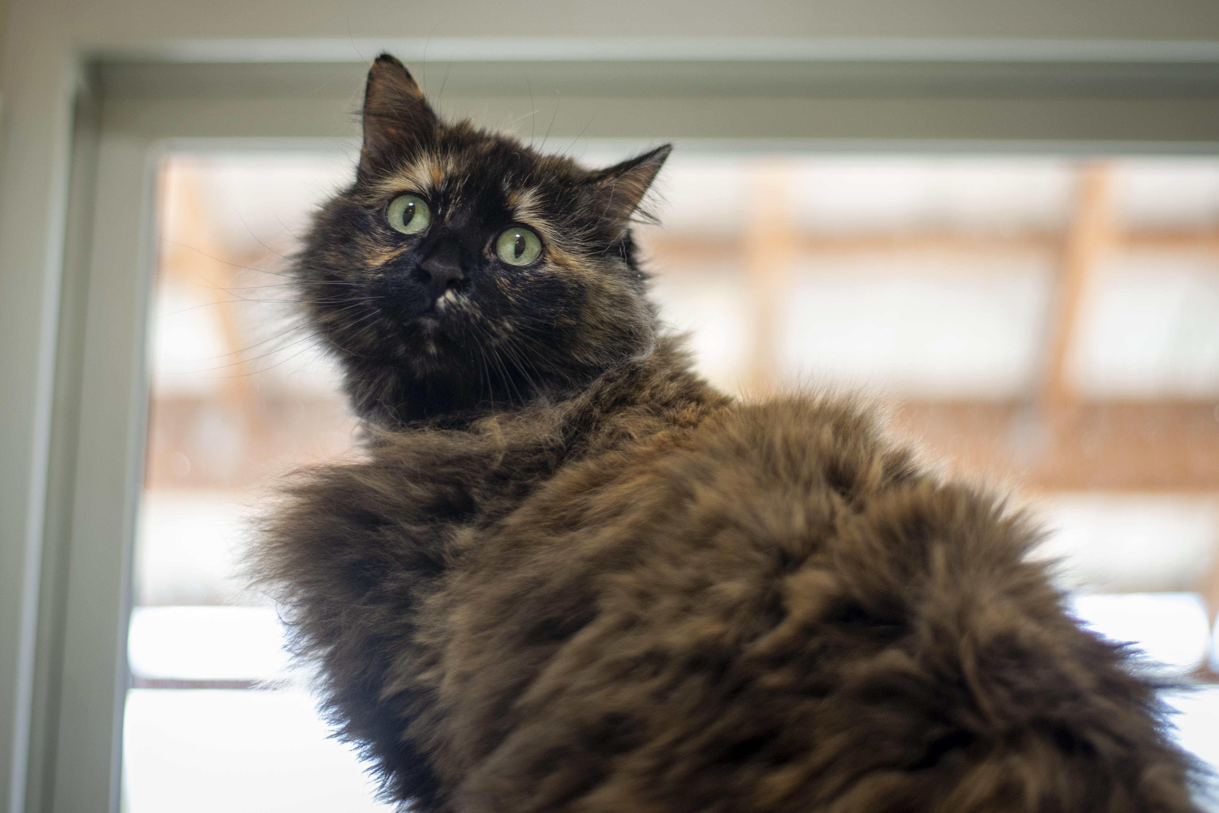 Clementine, a ADOPTABLE Domestic Long Hair in Gunnison, CO image 2/2