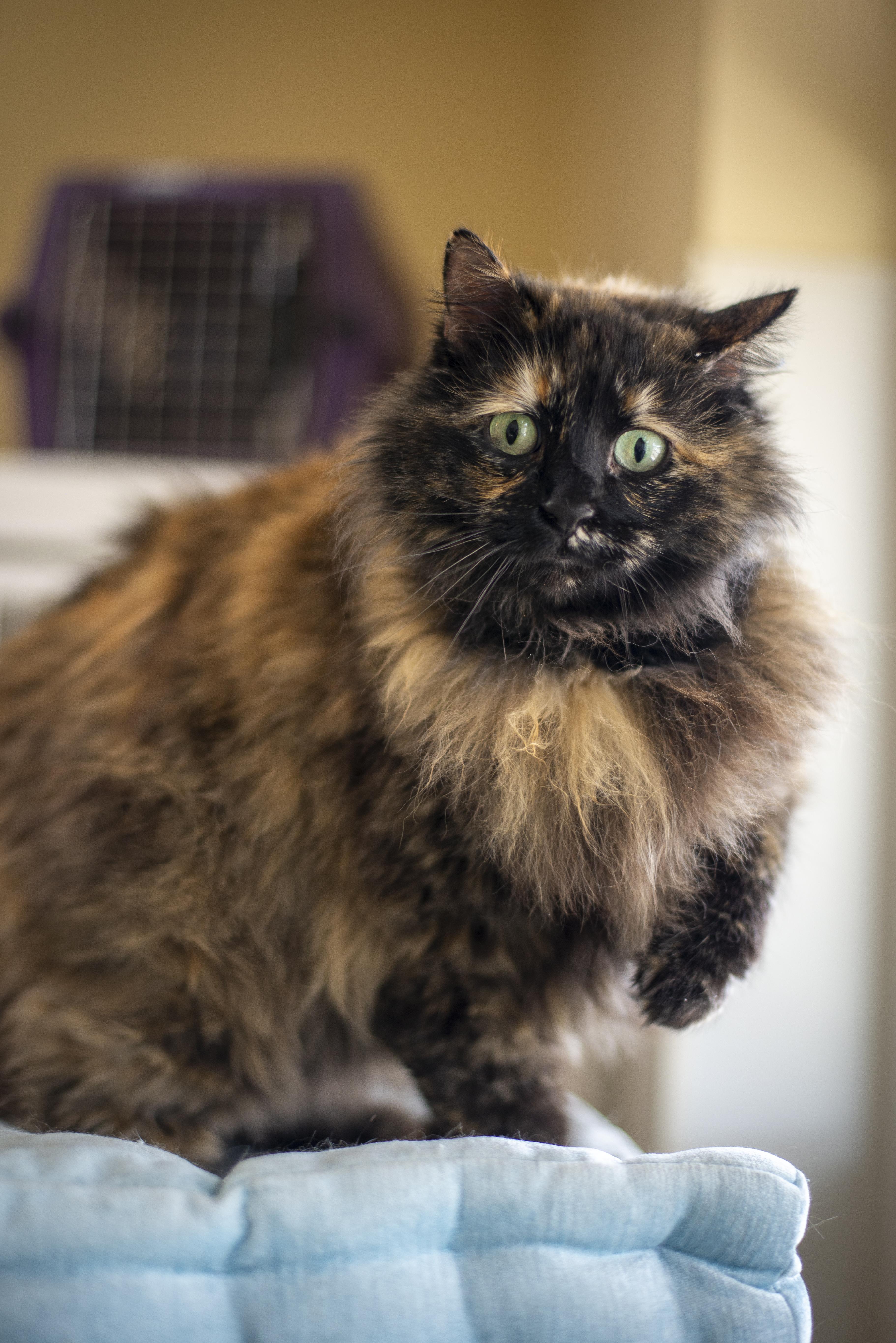 Clementine, a ADOPTABLE Domestic Long Hair in Gunnison, CO image 1/2