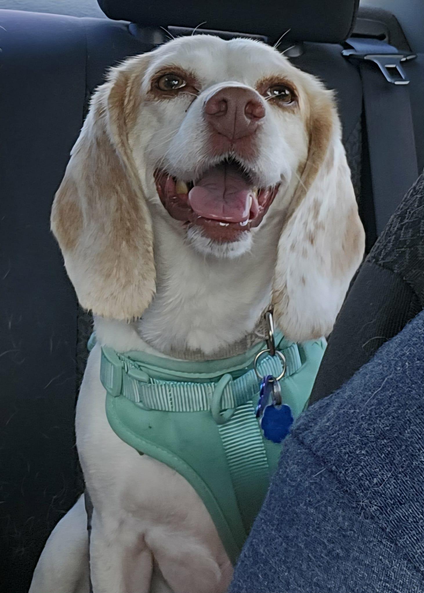 Ava Marie, Adopted, Young Female Mixed Breed.