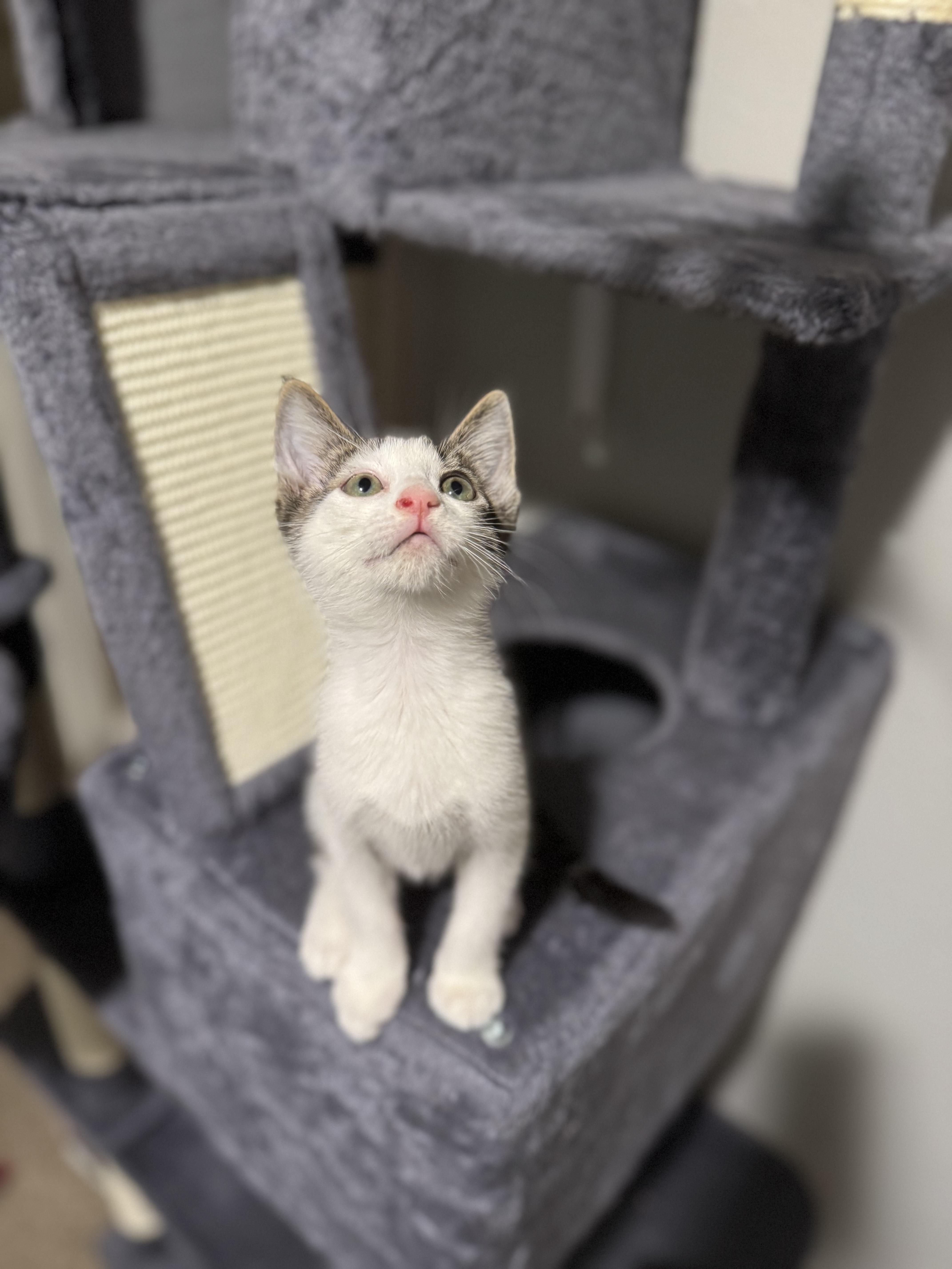 Jif, Adoptable, Kitten Male Domestic Short Hair.