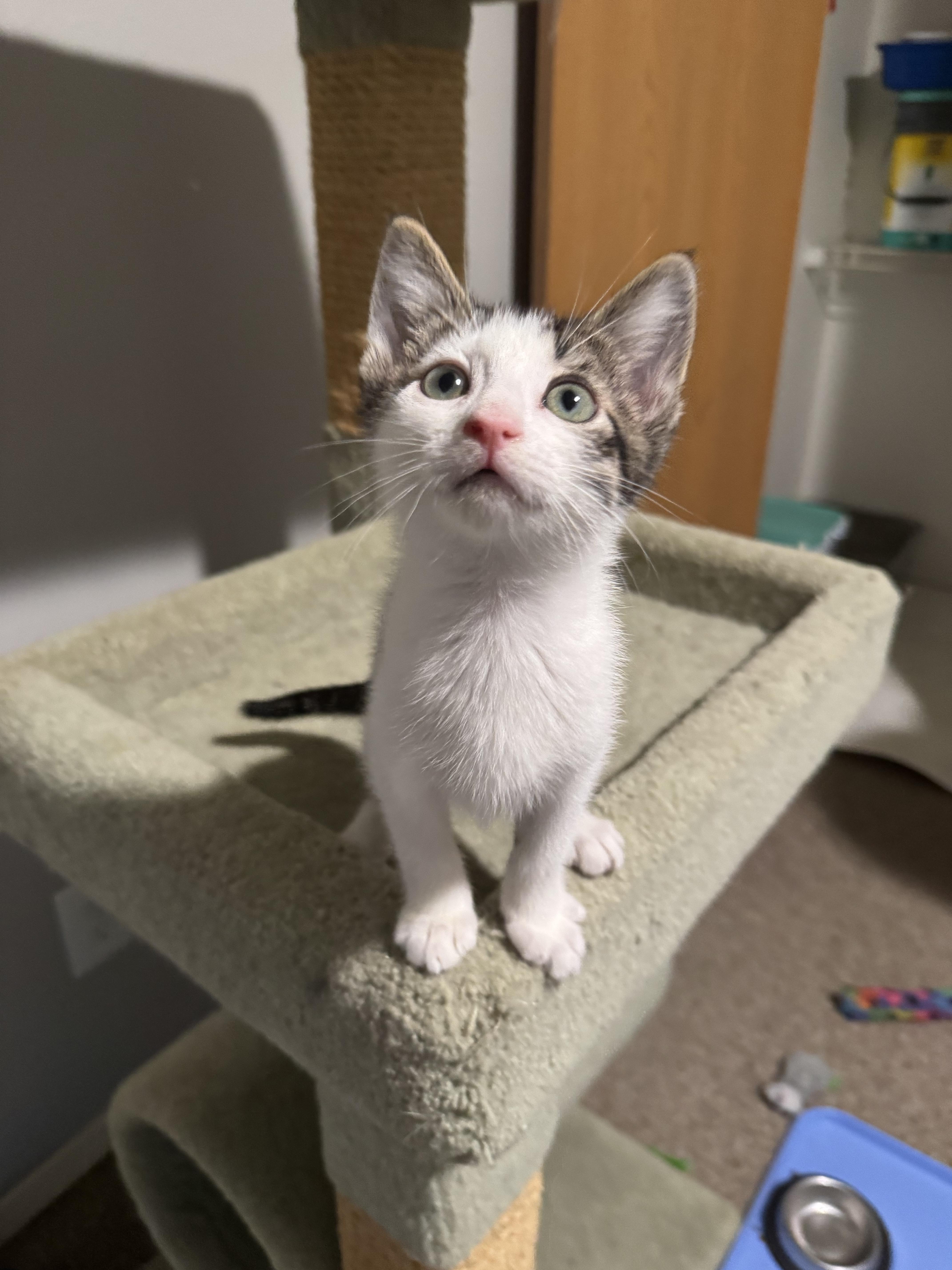 Jif, a Adoptable Domestic Short Hair in Springfield, MO image 2/4