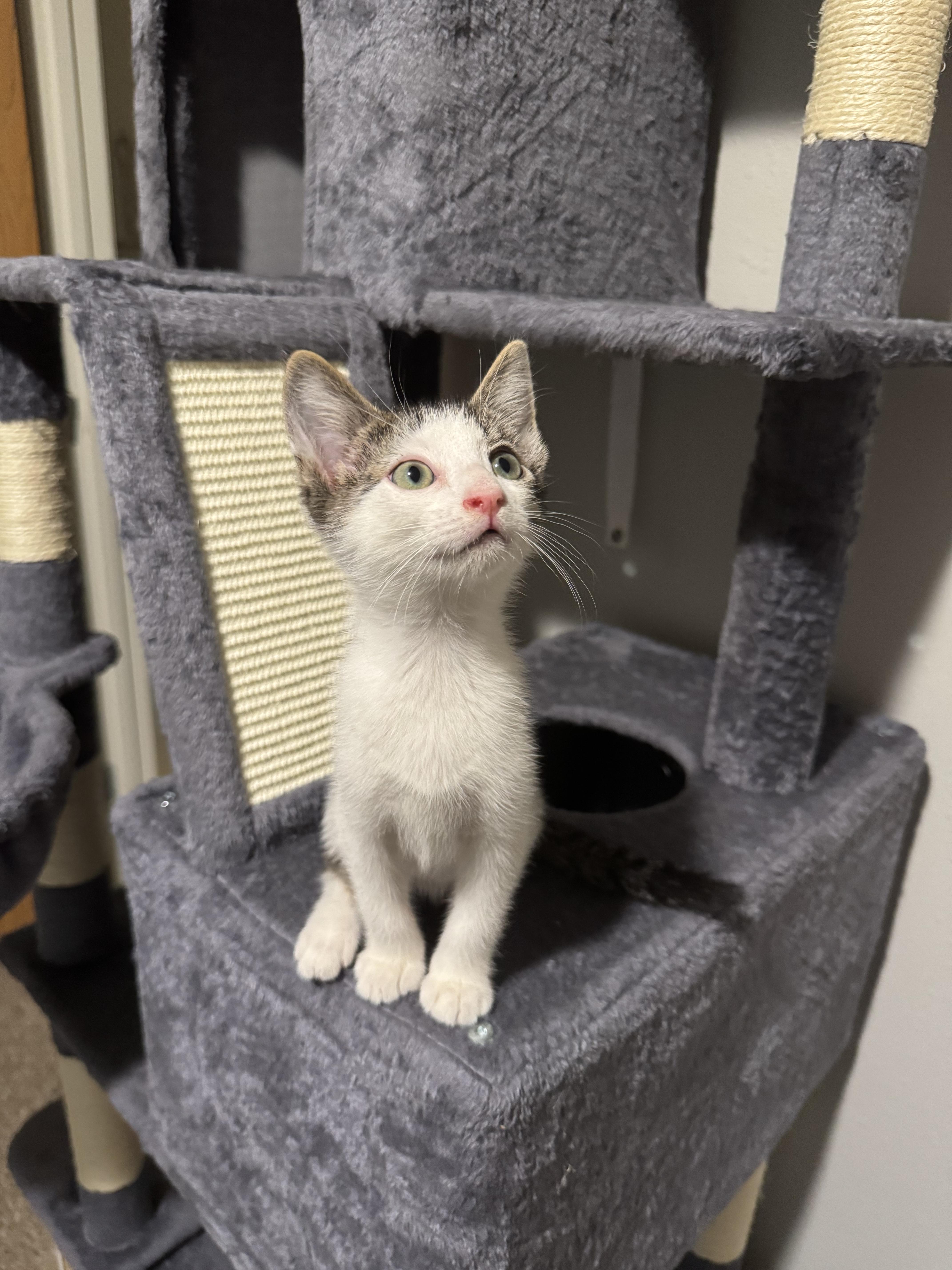 Jif, a Adoptable Domestic Short Hair in Springfield, MO image 3/4