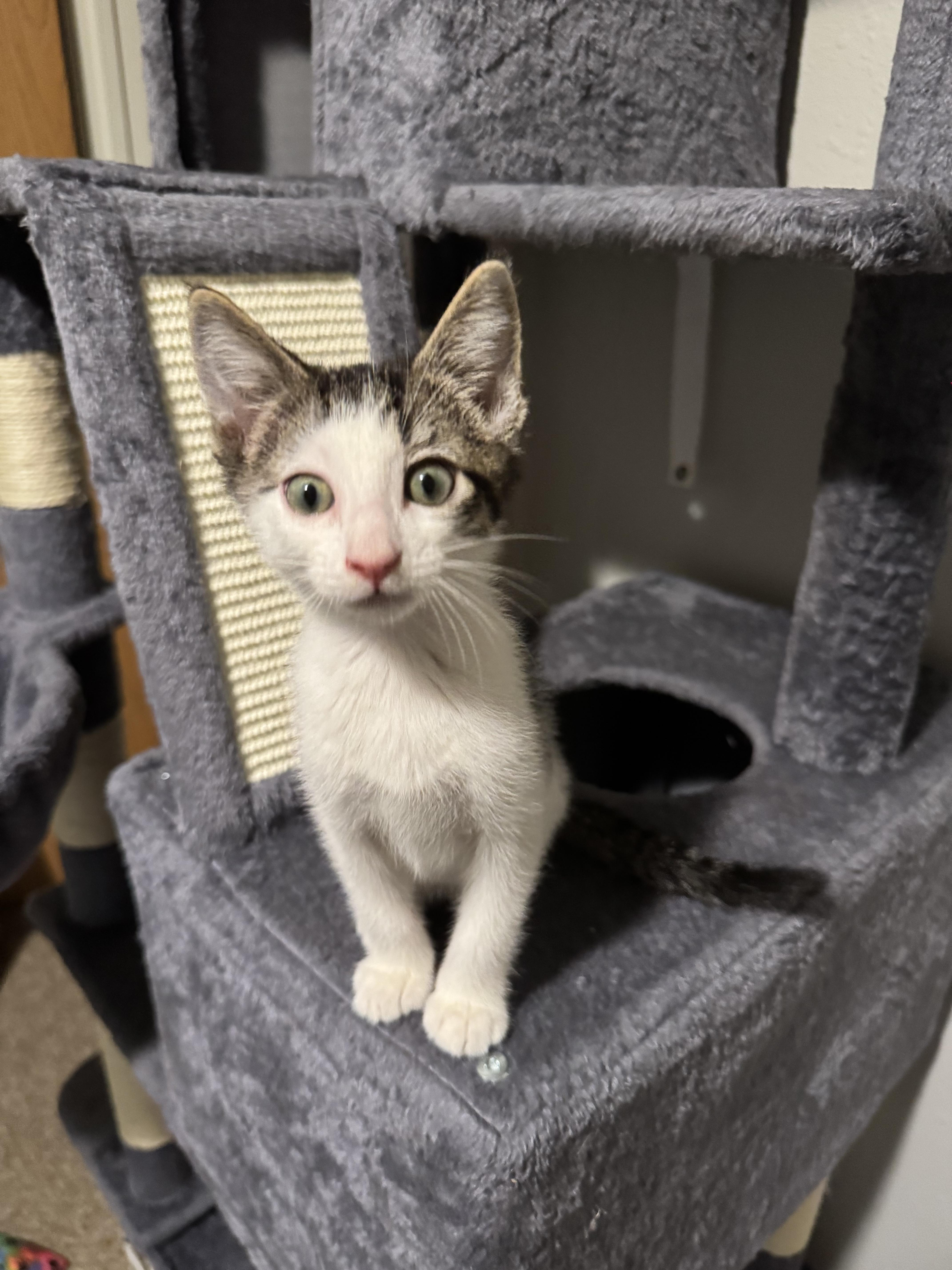 Jif, a Adoptable Domestic Short Hair in Springfield, MO image 4/4