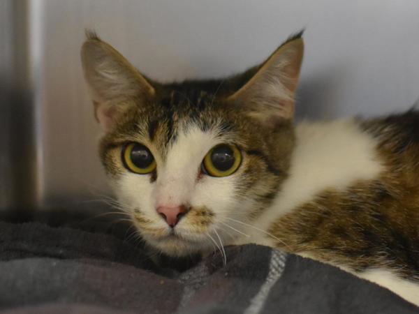 Apple Cider, Adoptable, Young Female Domestic Short Hair.