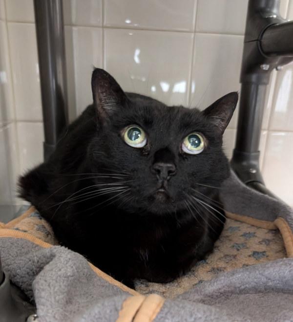 Enlarge Wynona, a Adoptable mixed breed in Healdsburg, CA image 1/1