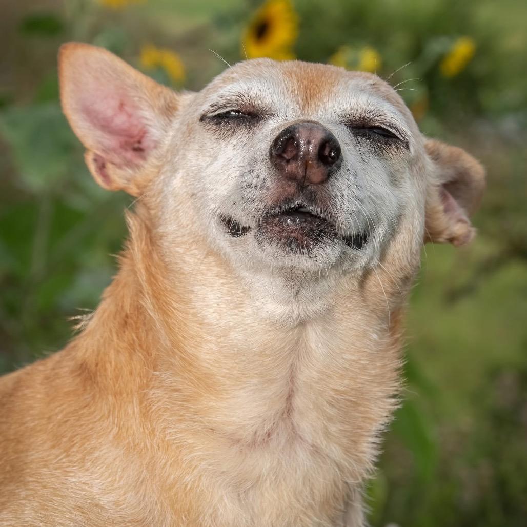 Joyce Summers, Adoptable, Senior Female Chihuahua.