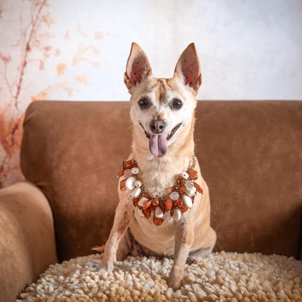 Enlarge Joyce Summers, a Adoptable Chihuahua in Allen, TX image 2/6