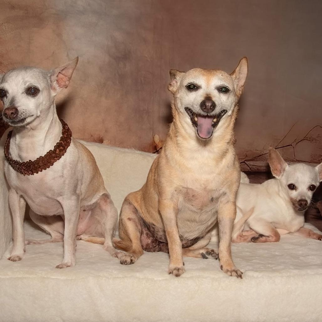 Enlarge Joyce Summers, a Adoptable Chihuahua in Allen, TX image 3/6