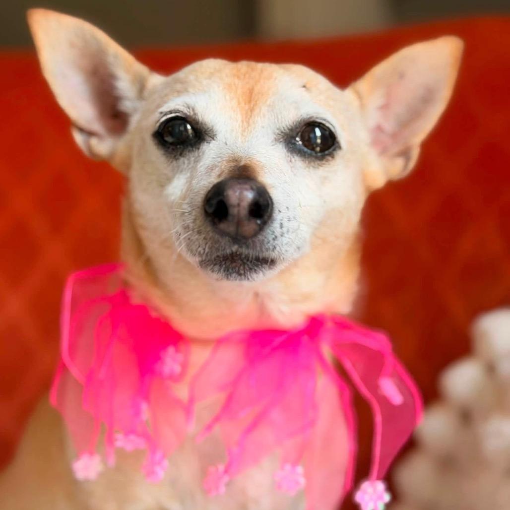 Enlarge Joyce Summers, a Adoptable Chihuahua in Allen, TX image 4/6