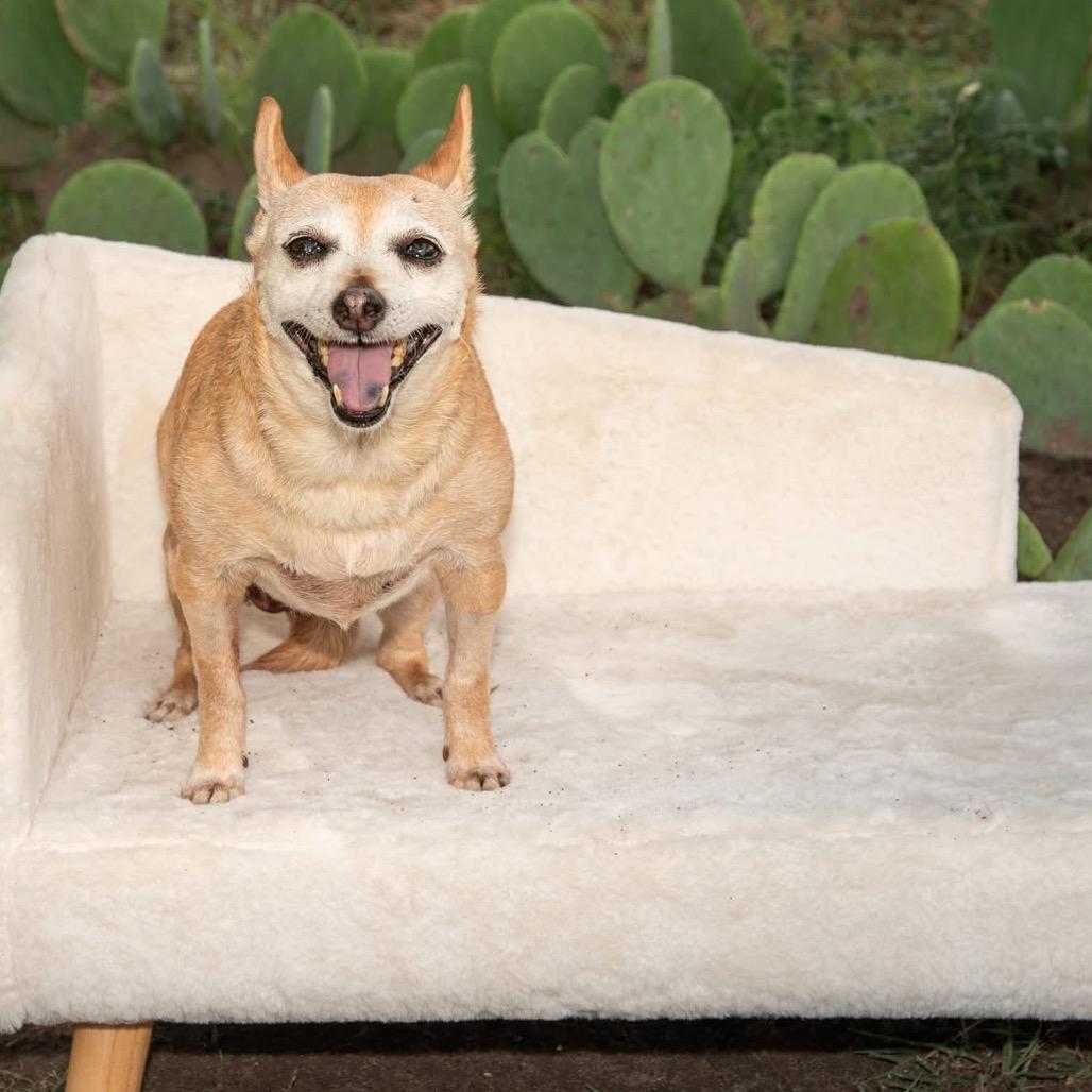 Enlarge Joyce Summers, a Adoptable Chihuahua in Allen, TX image 5/6