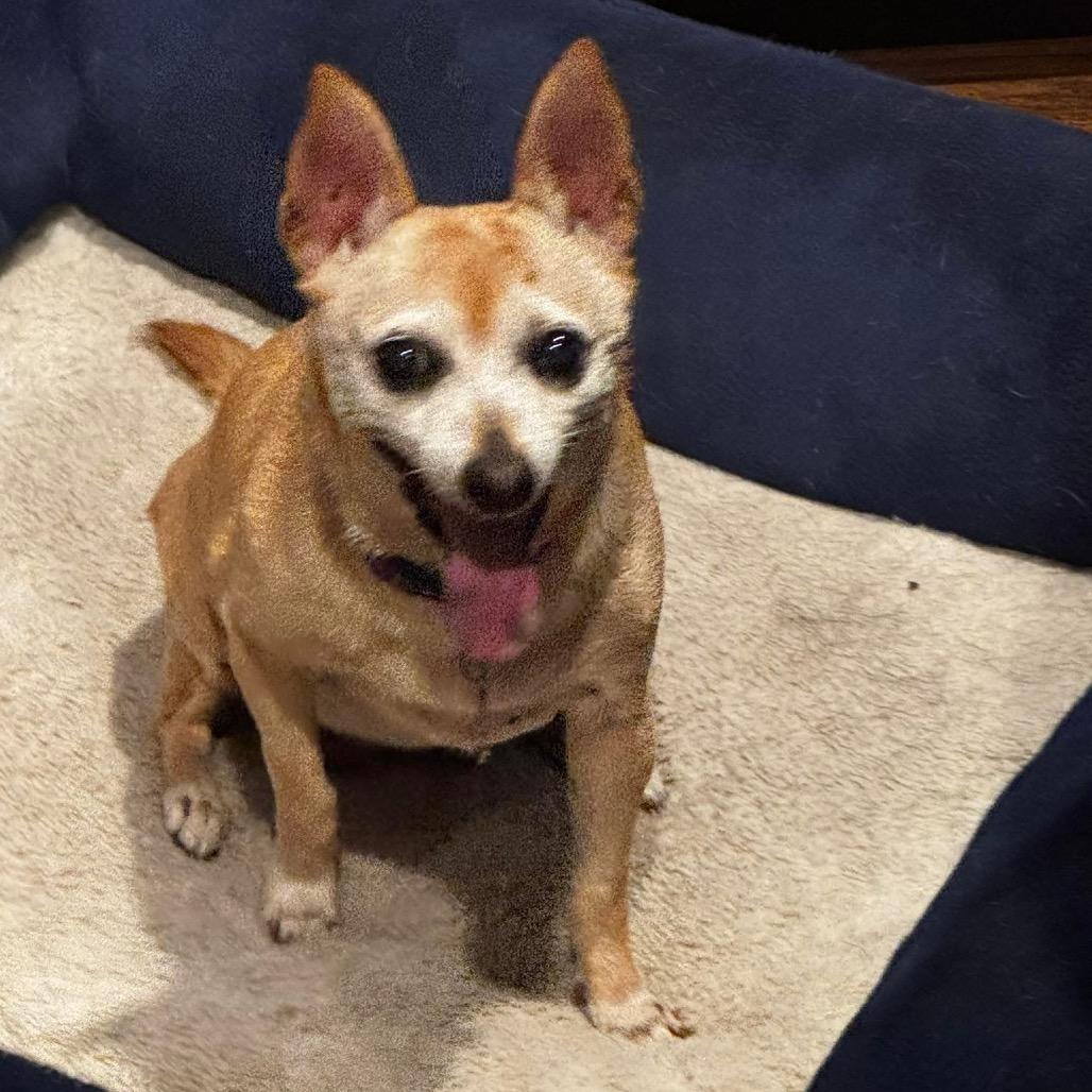 Enlarge Joyce Summers, a Adoptable Chihuahua in Allen, TX image 6/6