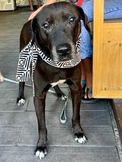 Taro, Adult Male Black Labrador Retriever