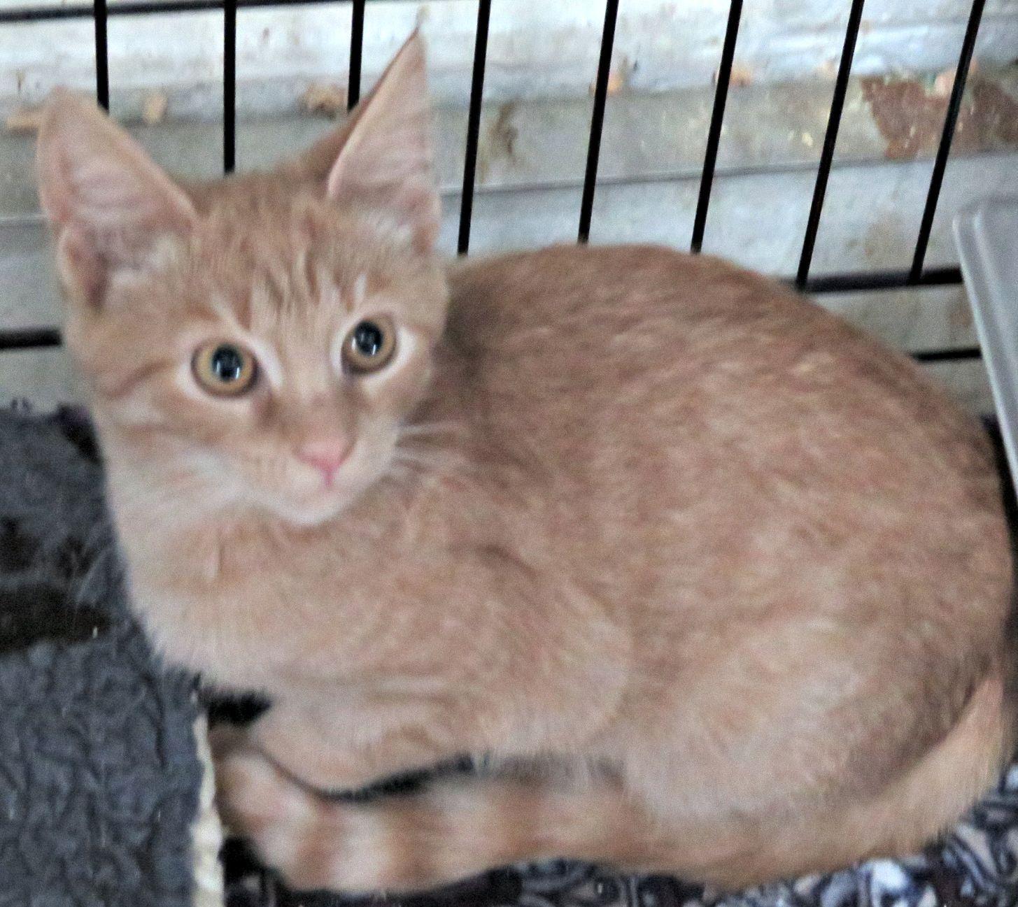 Enlarge Amelia, a ADOPTABLE mixed breed in Lexington, VA image 2/2