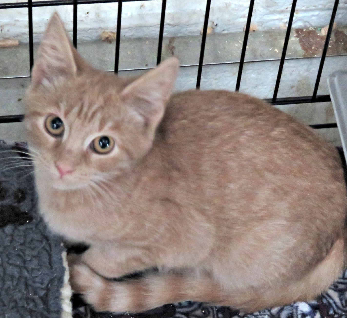 Amelia, ADOPTABLE, Kitten Female Domestic Short Hair.
