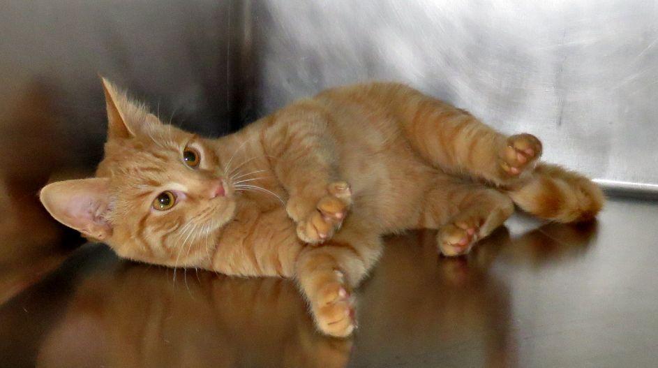 Amelia, Adopted, Kitten Female Domestic Short Hair.
