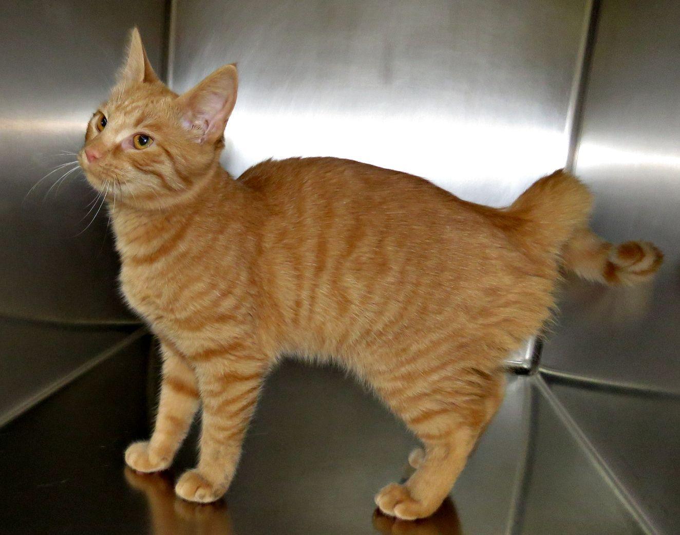 Enlarge Amelia, a Adopted mixed breed in Lexington, VA image 2/2