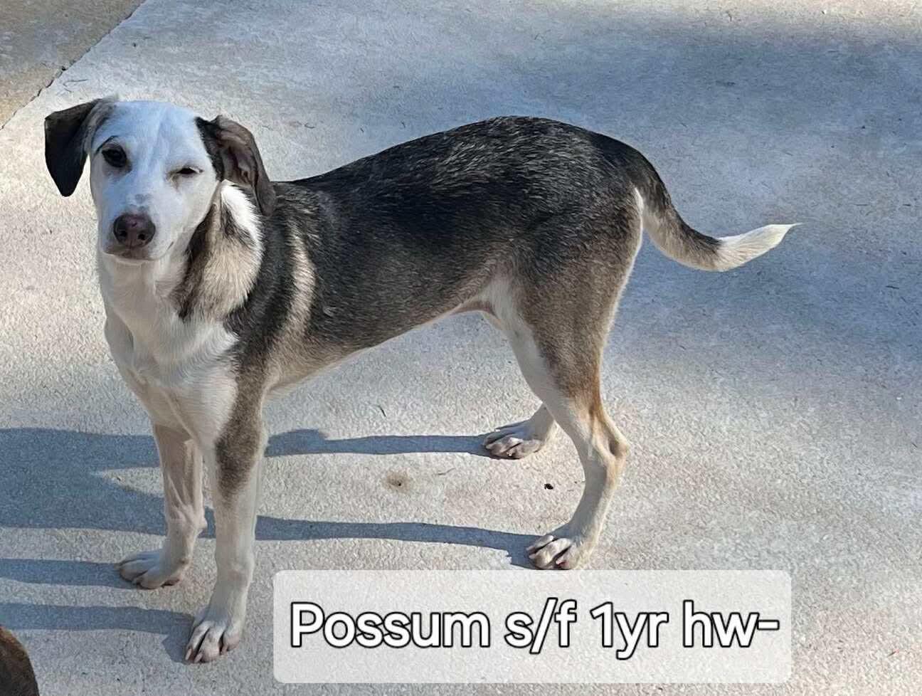 Possum, Adoptable, Adult Male Labrador Retriever & Hound.