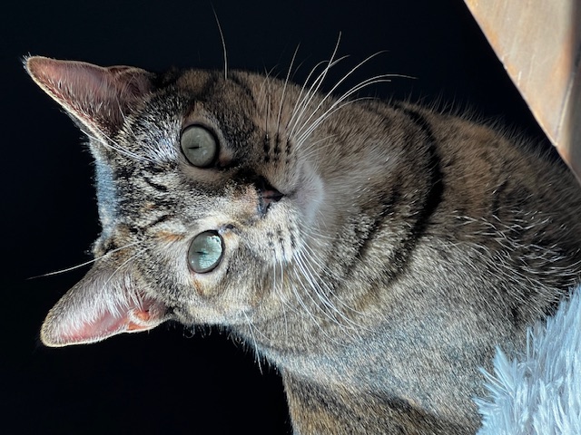 Enlarge Nala, a Adoptable Domestic Short Hair in Orange, CA image 1/6