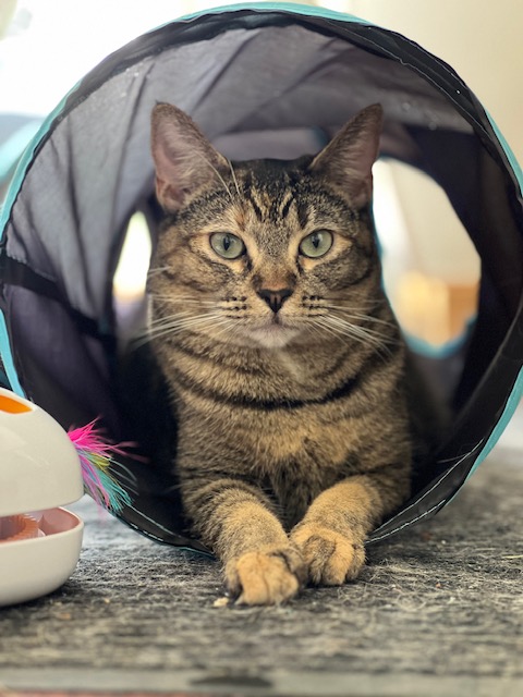 Enlarge Nala, a Adoptable Domestic Short Hair in Orange, CA image 5/6