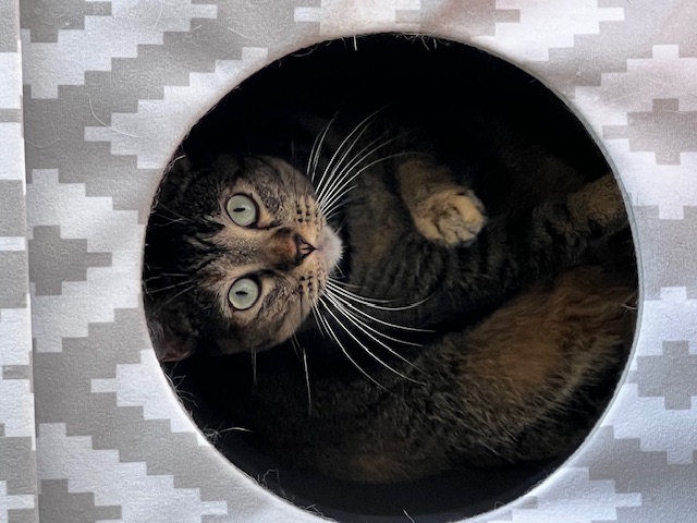 Enlarge Nala, a Adoptable Domestic Short Hair in Orange, CA image 2/6