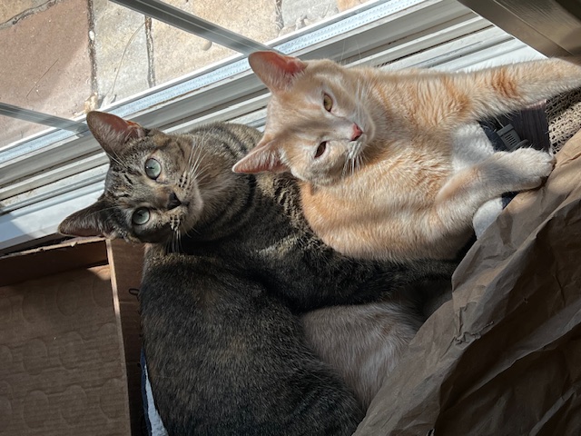 Enlarge Nala, a Adoptable Domestic Short Hair in Orange, CA image 3/6