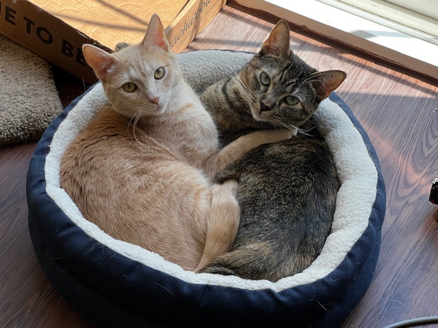 Enlarge Nala, a Adoptable Domestic Short Hair in Orange, CA image 4/6