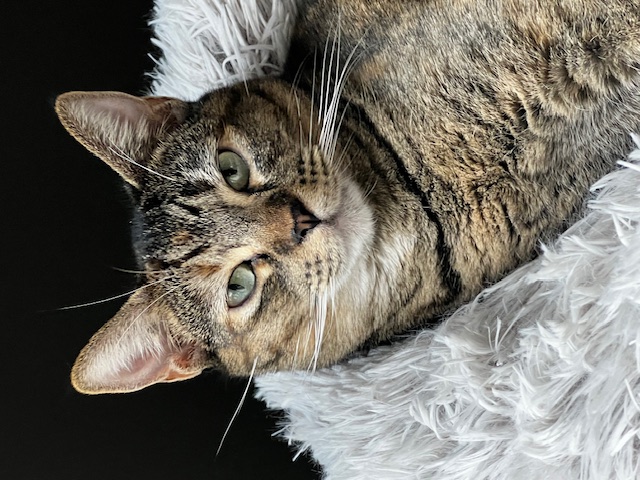 Enlarge Nala, a Adoptable Domestic Short Hair in Orange, CA image 6/6