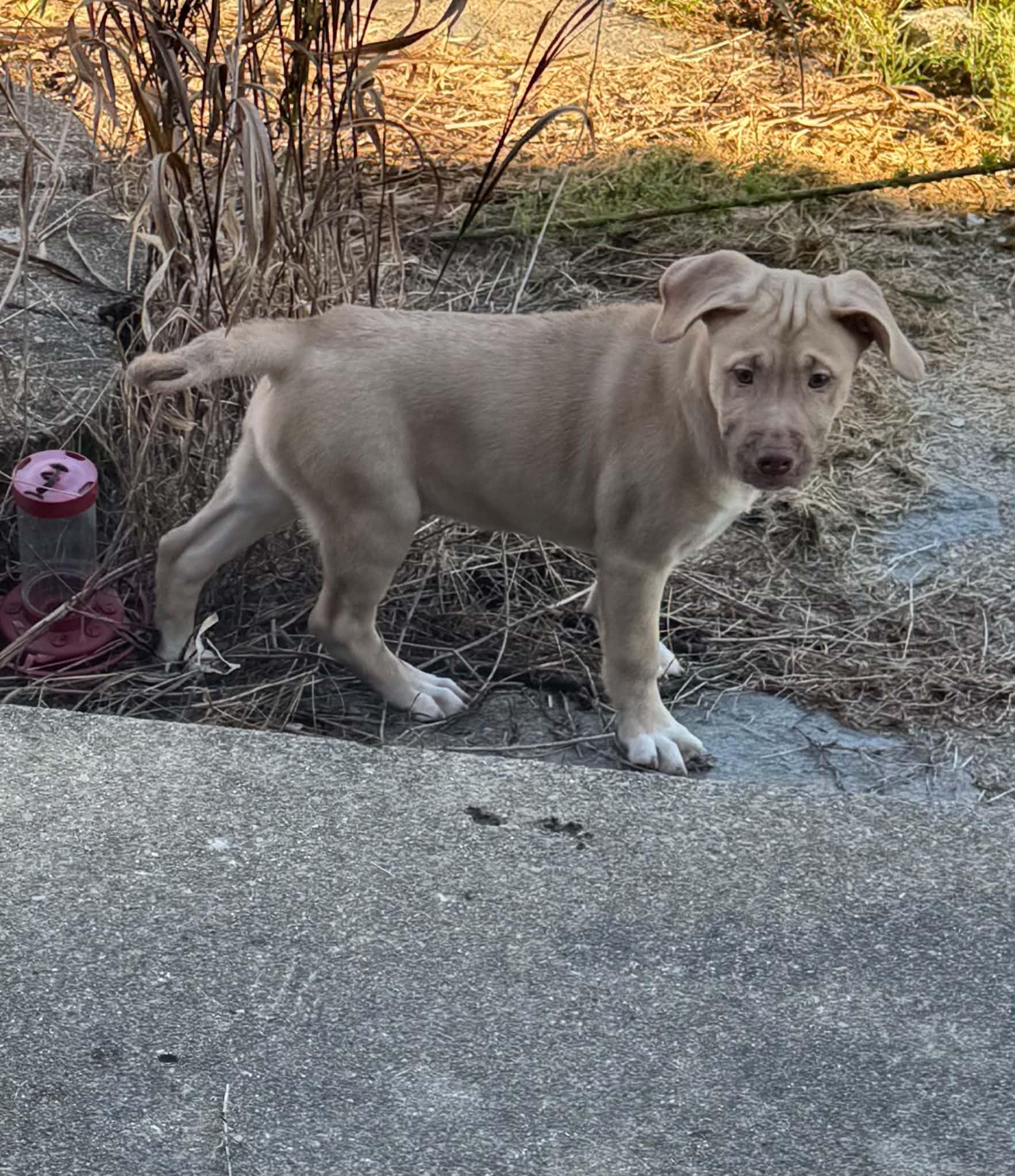 2 puppies, Adoptable, Puppy Female Labrador Retriever.