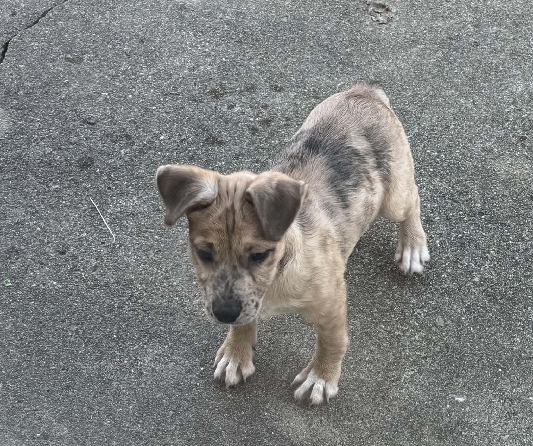 Enlarge 2 puppies, a Adoptable mixed breed in Cloverdale, IN image 2/2