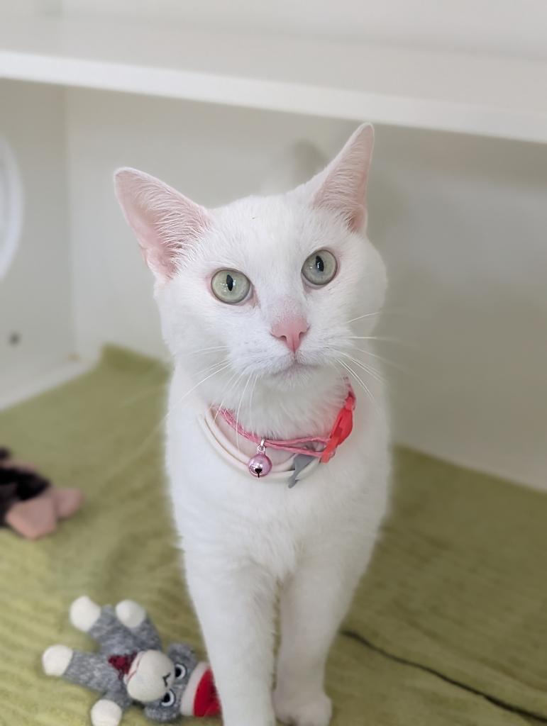 Snowball, Adoptable, Senior Female Domestic Medium Hair.