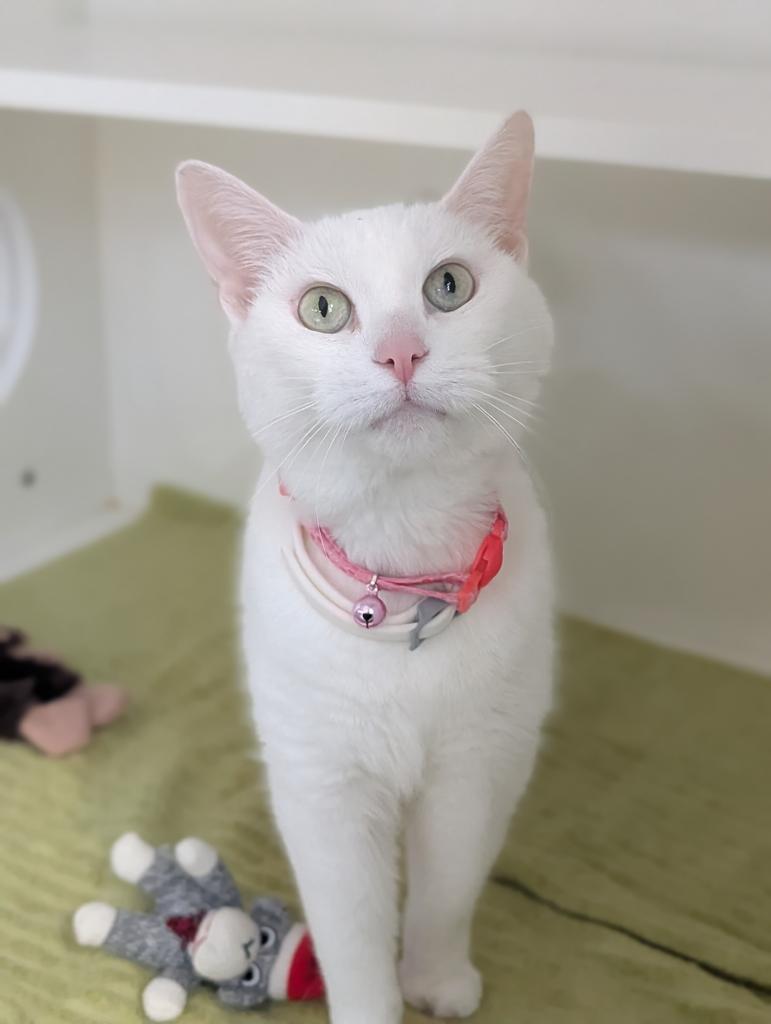 Enlarge Snowball, a Adoptable mixed breed in Greenfield, IN image 2/2