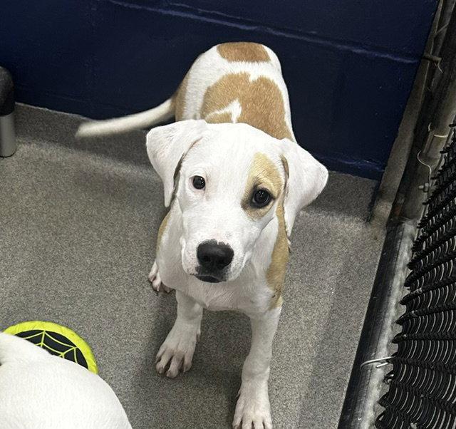 Enlarge Marble 5mo (AVA 10/28), a Adoptable Mixed Breed in Sterling, MA image 1/1