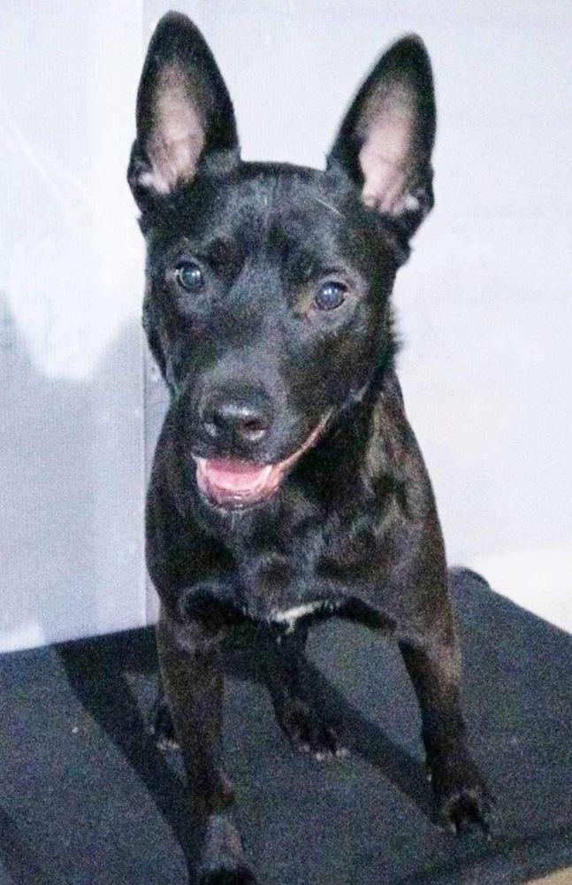 reggie, Adopted, Adult Male Shepherd & Dutch Shepherd.