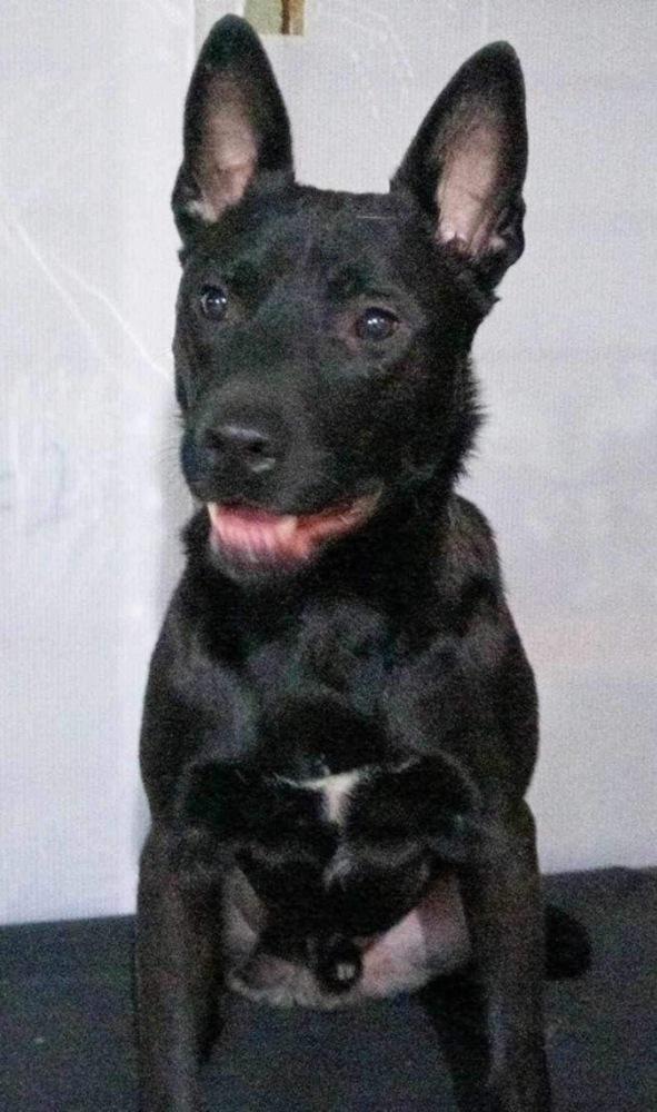 Enlarge reggie, a Adopted mixed breed in San Francisco, CA image 2/2