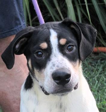 Enlarge Chip, a Adoptable mixed breed in Frederick, MD image 1/4