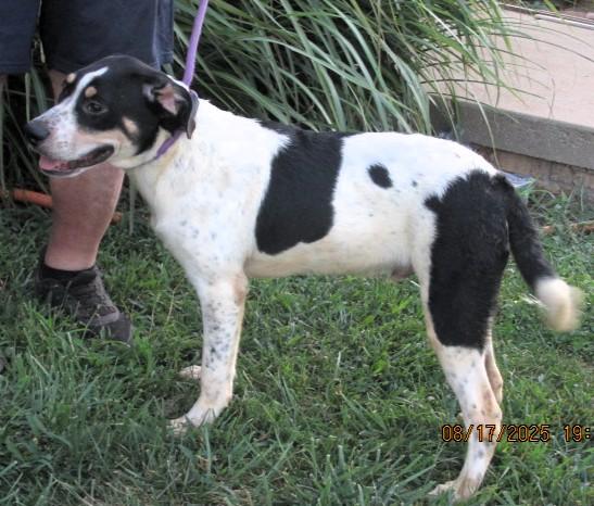 Enlarge Chip, a Adoptable mixed breed in Frederick, MD image 2/4