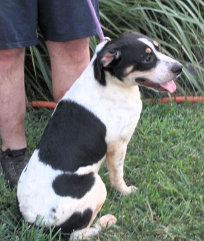 Enlarge Chip, a Adoptable mixed breed in Frederick, MD image 3/4