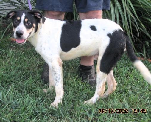 Enlarge Chip, a Adoptable mixed breed in Frederick, MD image 4/4