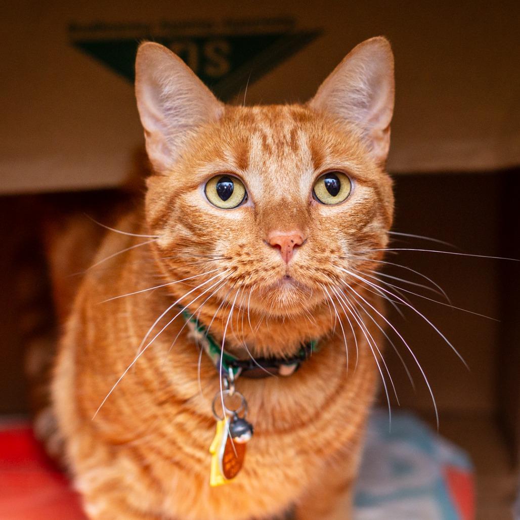Baby Baby, Adoptable, Adult Male Domestic Short Hair & Domestic Short Hair.