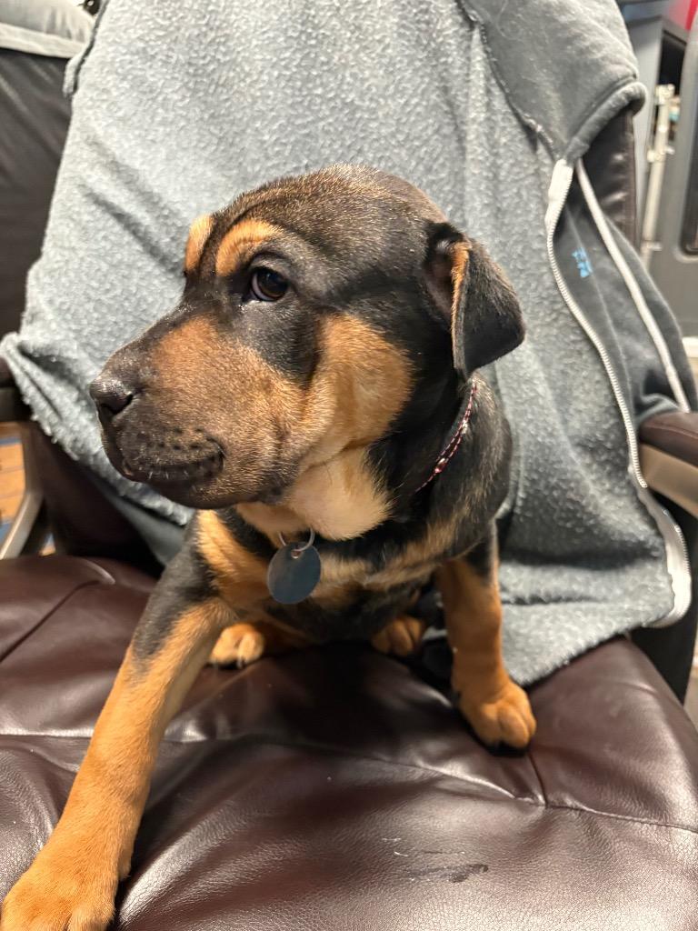 Joyce, Adoptable, Puppy Female Shar-Pei & Labrador Retriever.