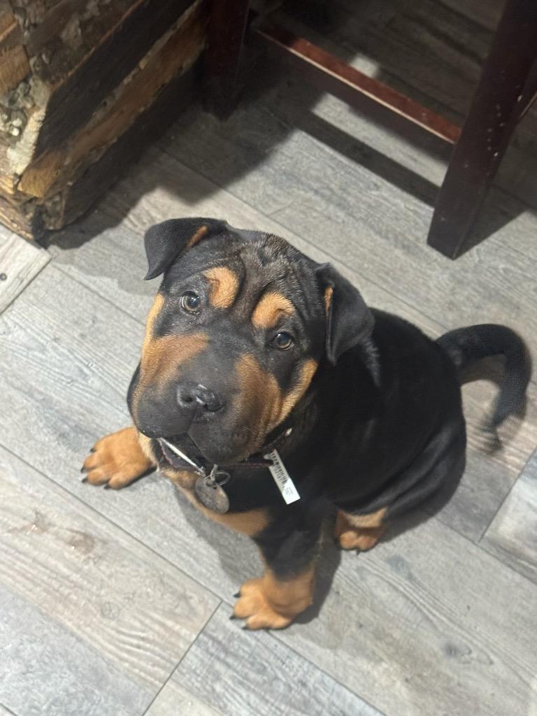 Enlarge Joyce, a Adoptable mixed breed in Reno, NV image 2/4