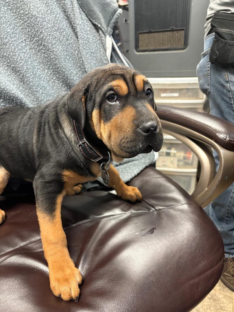 Enlarge Joyce, a Adoptable mixed breed in Reno, NV image 3/4