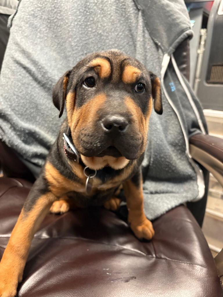 Enlarge Joyce, a Adoptable mixed breed in Reno, NV image 4/4