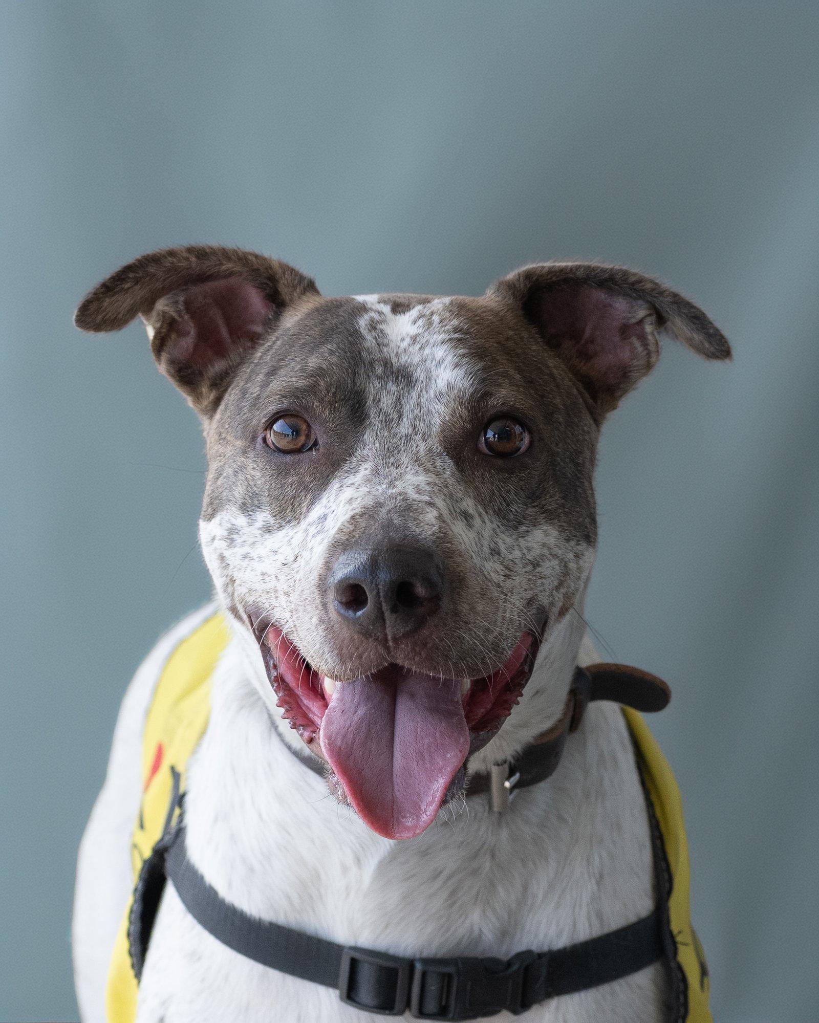 BEAU, Adoptable, Young Male Cattle Dog.