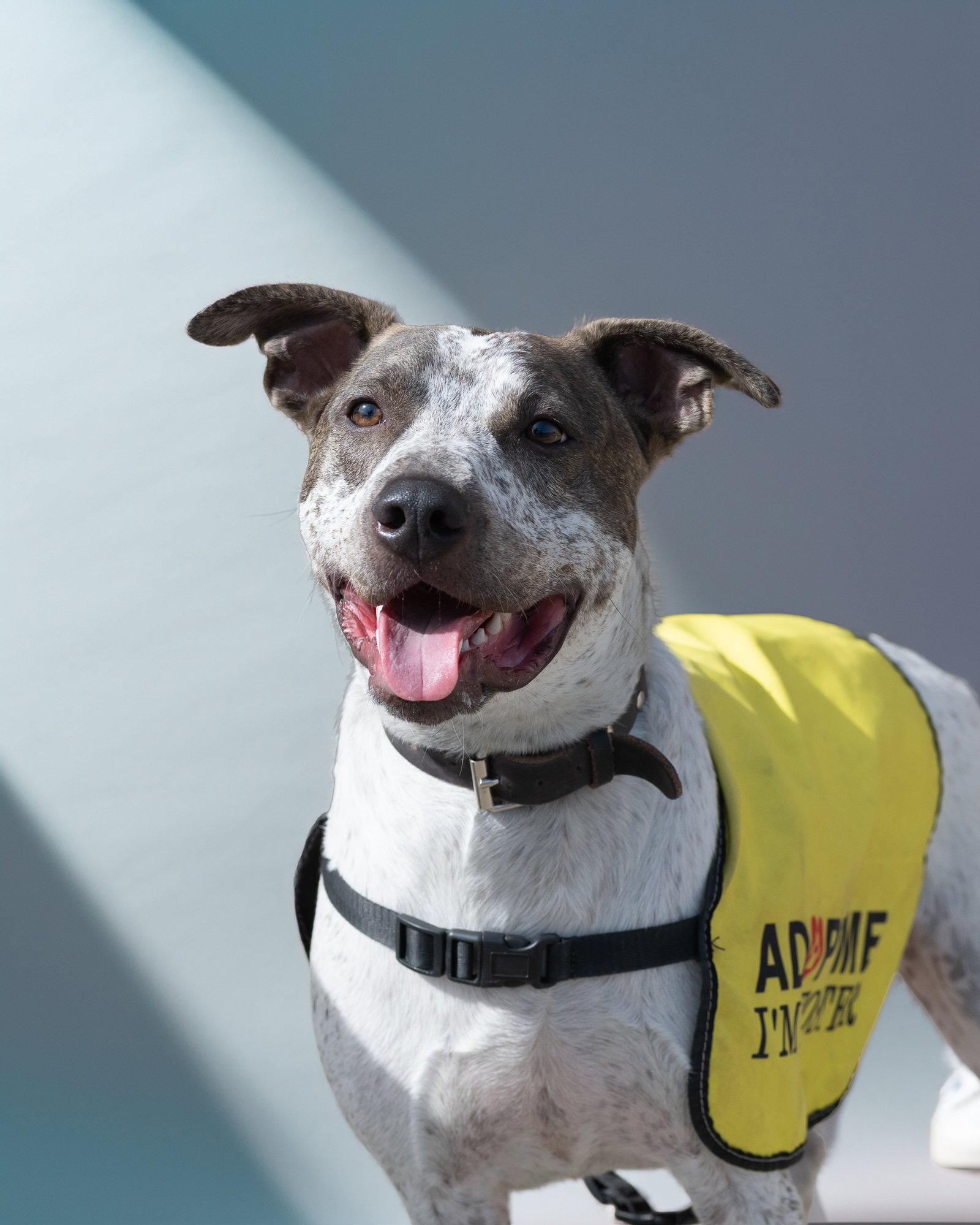 Enlarge BEAU, a Adoptable Cattle Dog in Holbrook, NY image 2/3