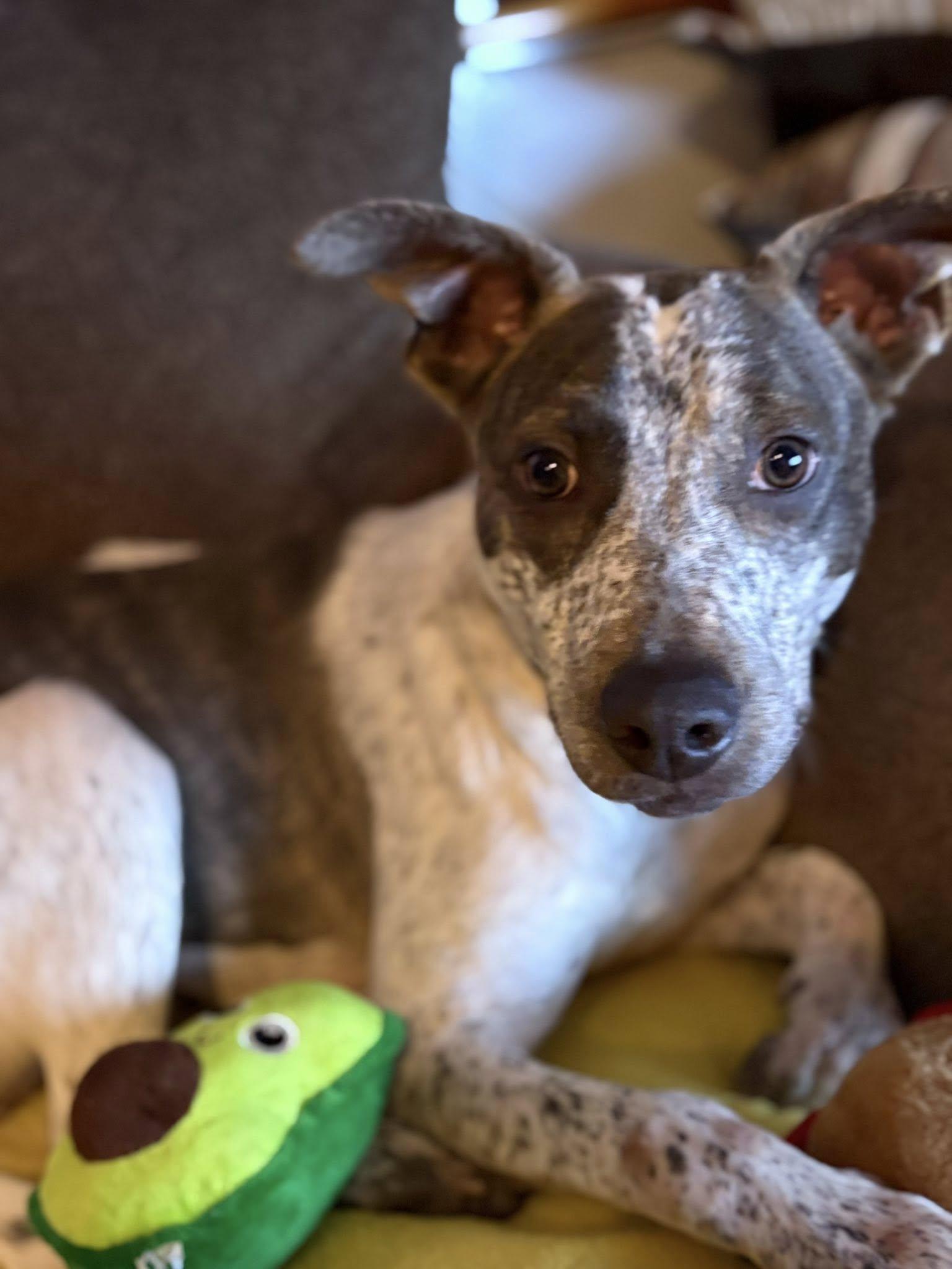 BEAU, Adoptable, Puppy Male Cattle Dog.