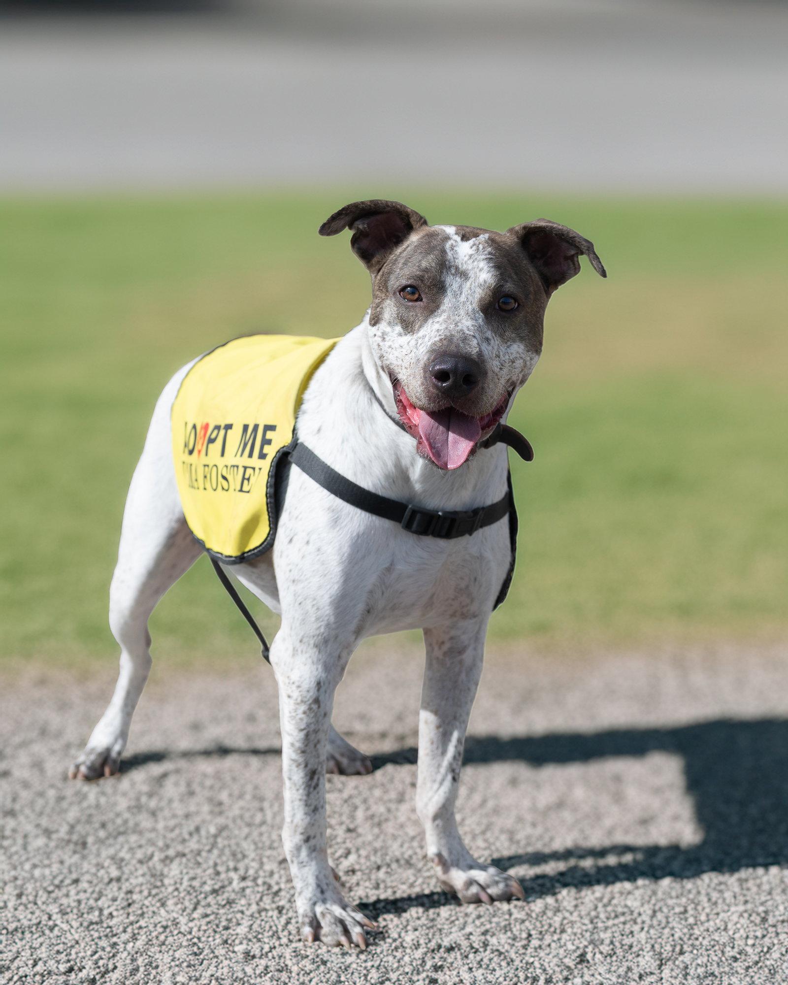 Enlarge BEAU, a Adoptable Cattle Dog in Holbrook, NY image 3/3