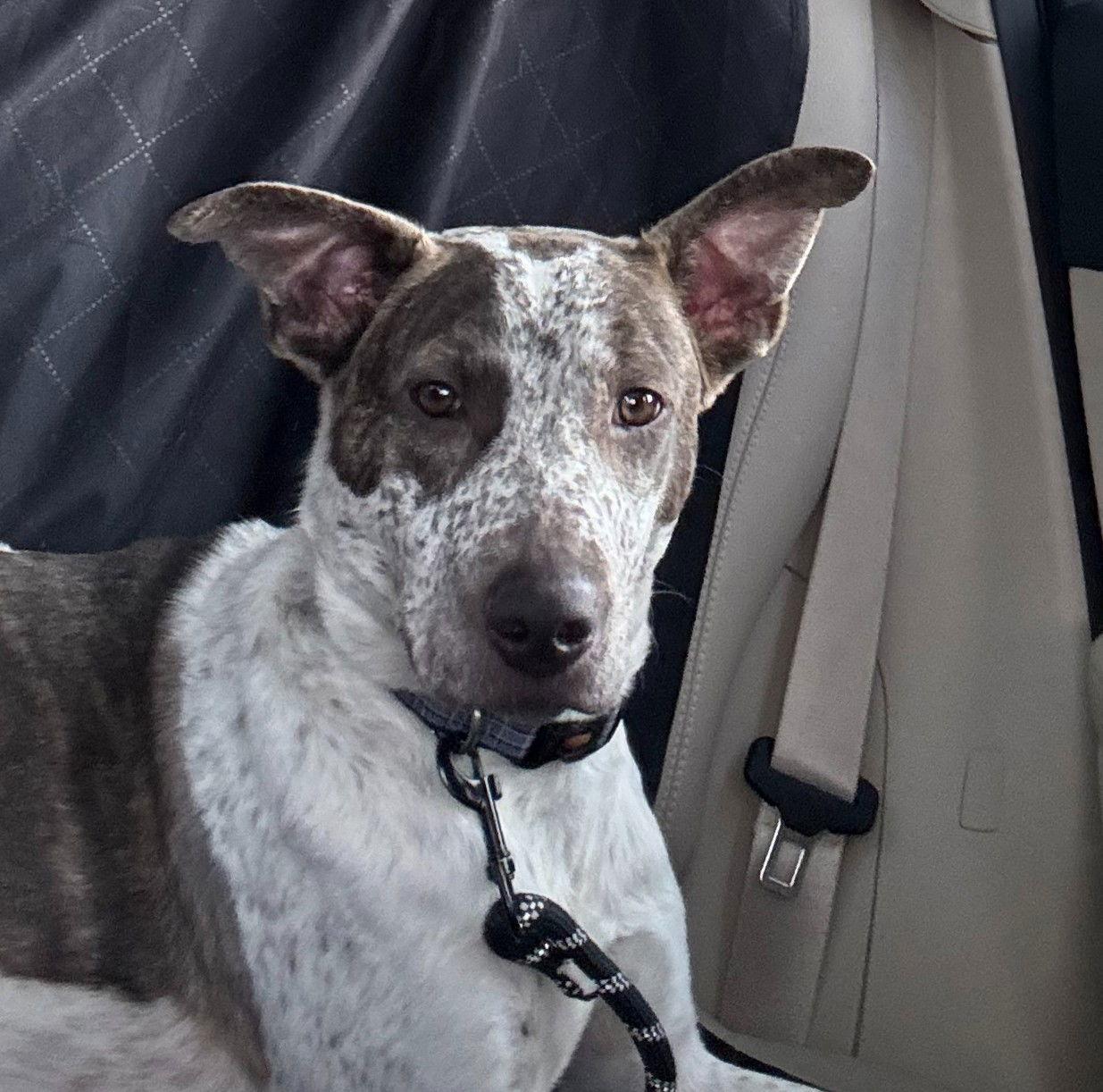 Enlarge BEAU, a Adoptable Cattle Dog in Holbrook, NY image 2/3